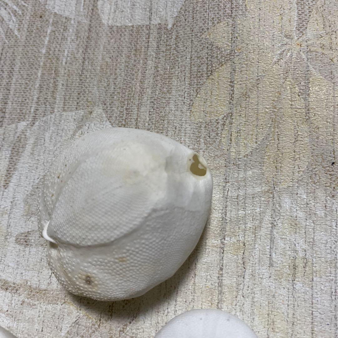 ブンブク♡ウニ殻♡標本