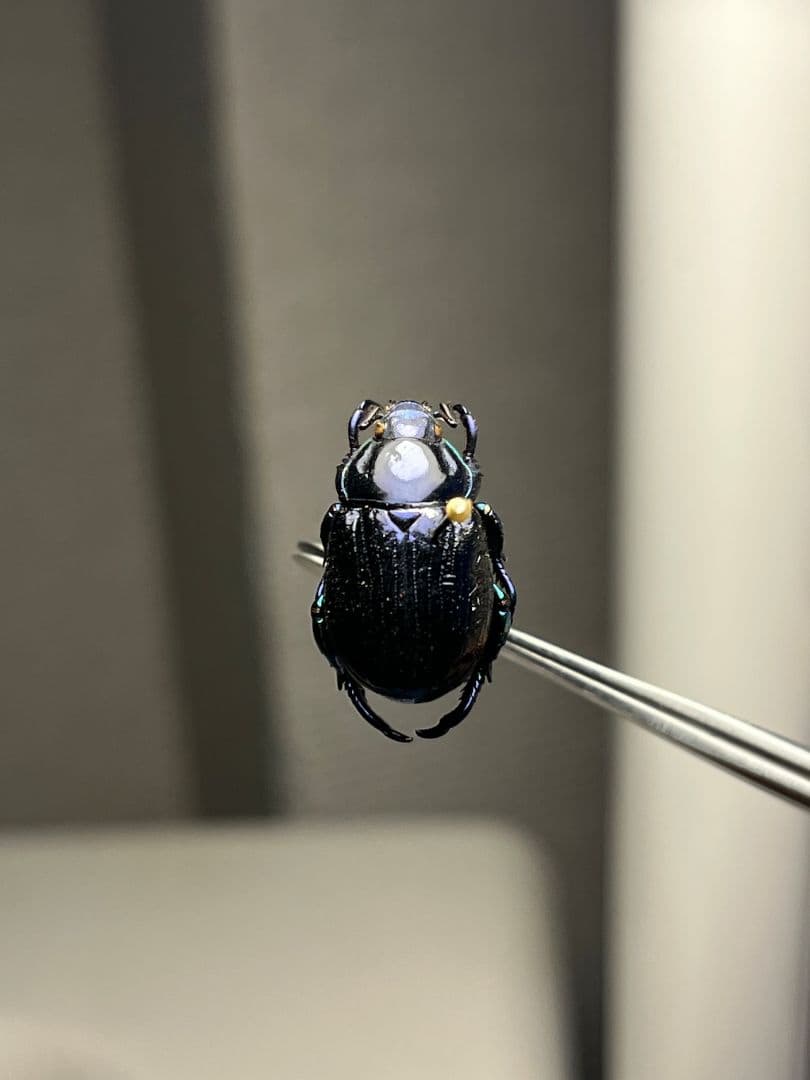 【16mm】Pelidnota sumptuosa プラチナコガネ 標本