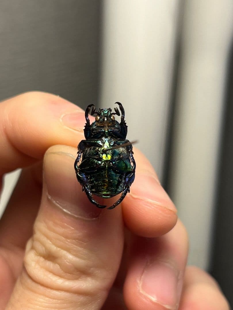 【16mm】Pelidnota sumptuosa プラチナコガネ 標本