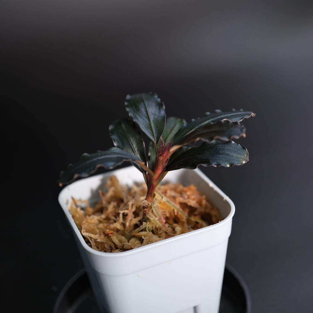 水草 BUCEPHALANDRA sp. Falcon