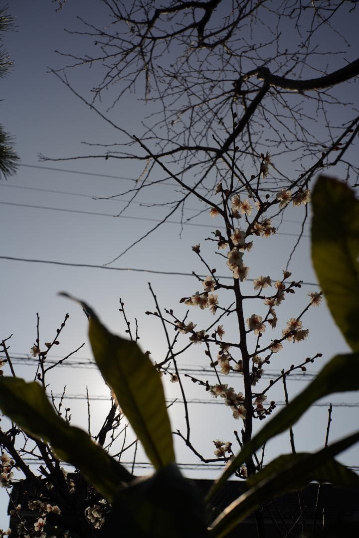 CANON LENS 35mm F2.8 L39 箱付 作例あり