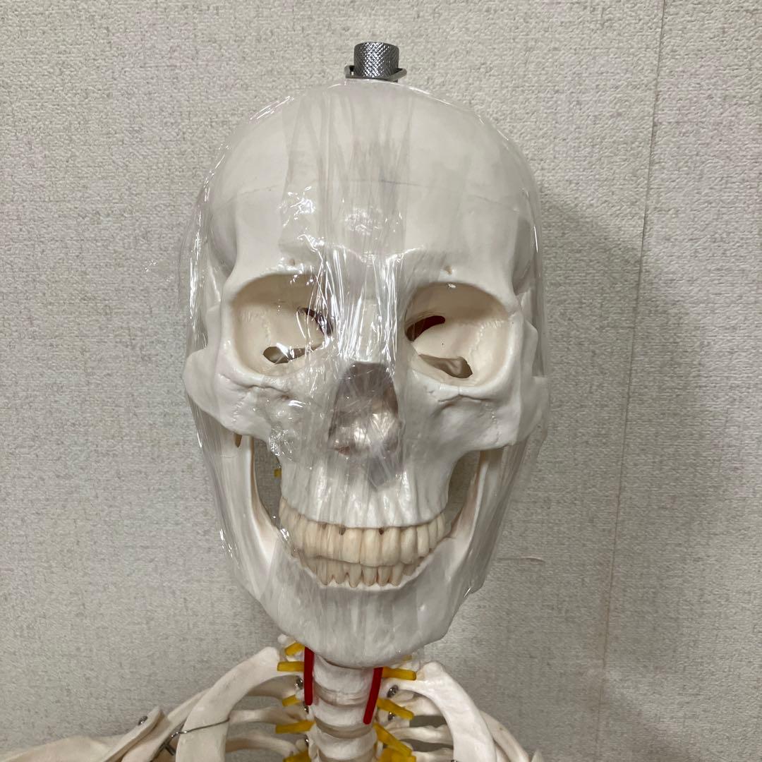 人体骨格模型