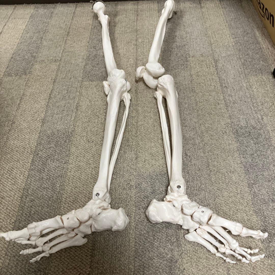 人体骨格模型