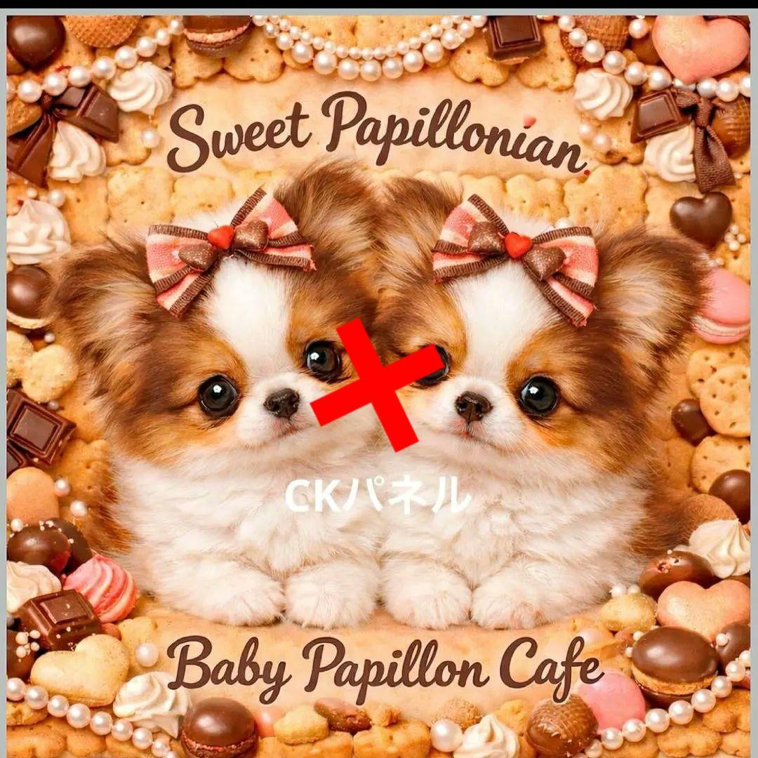 激レアチョコポメラニアン、パピョン、チワワ、マルチーズ、柴犬、トイプーパネル生地