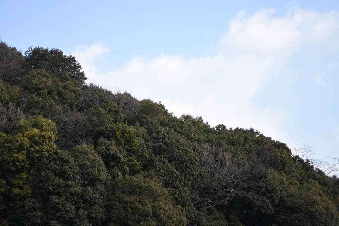 レンズ(単焦点) Nikon AF-S NIKKOR 50mm F1.4G