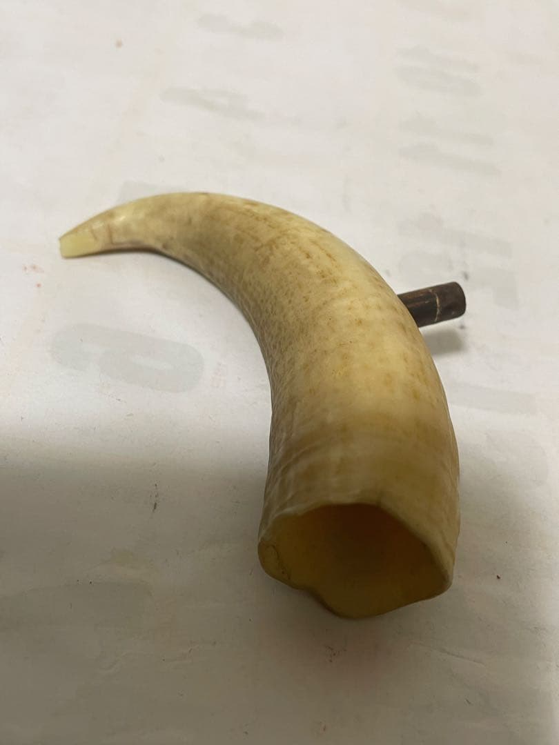 鯨歯