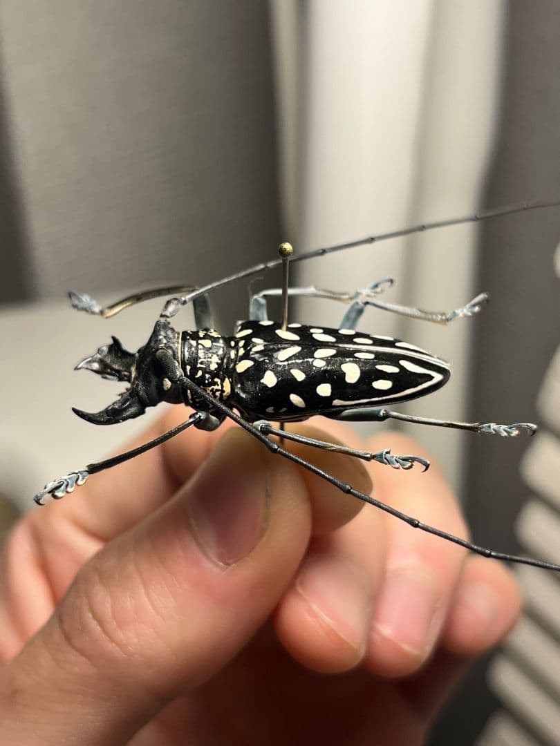 鍬形擬のような顎を有したゴマダラカミキリに酷似のStellognatha 標本