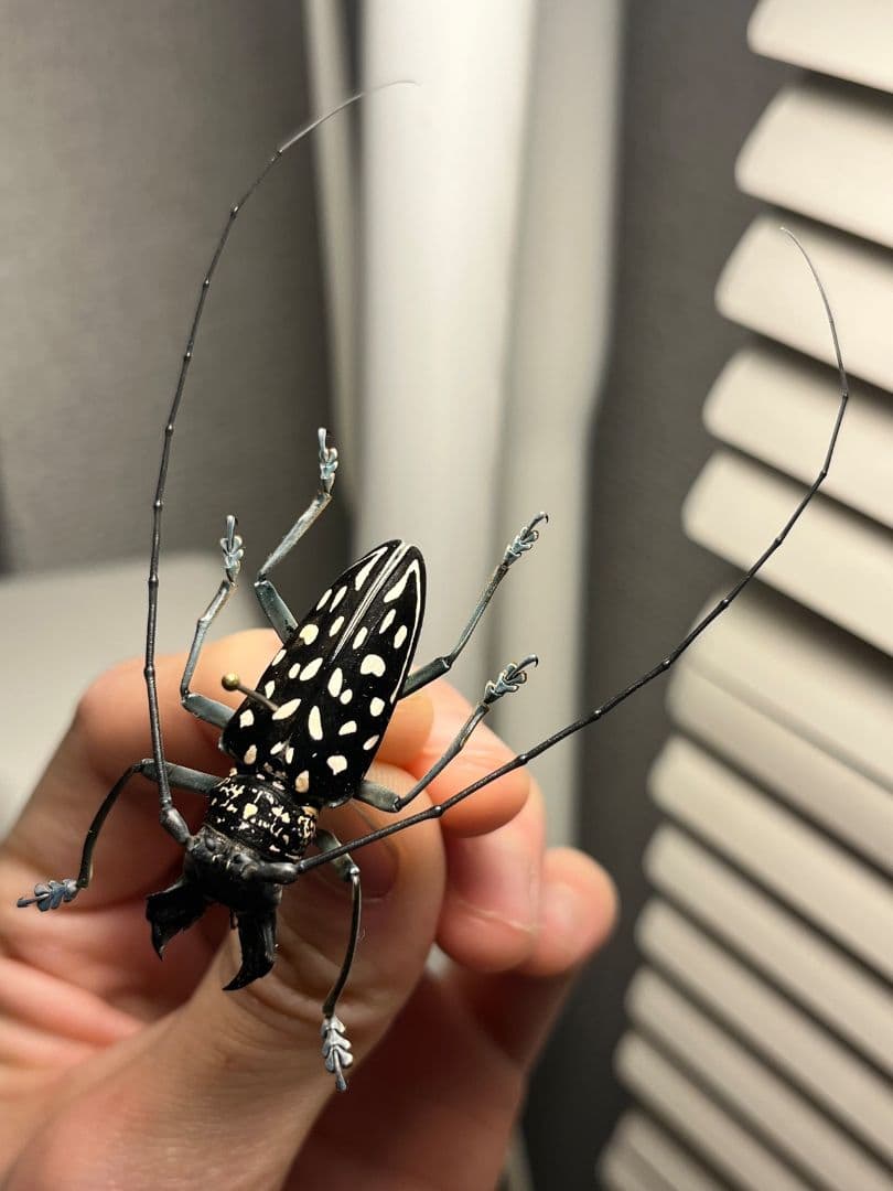 鍬形擬のような顎を有したゴマダラカミキリに酷似のStellognatha 標本