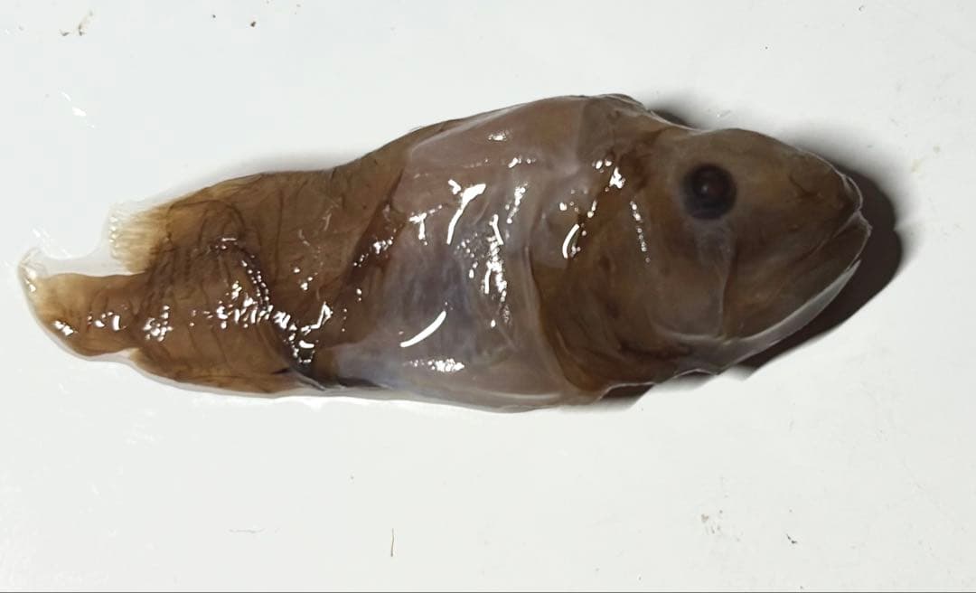 アカチョッキクジラウオ液浸標本