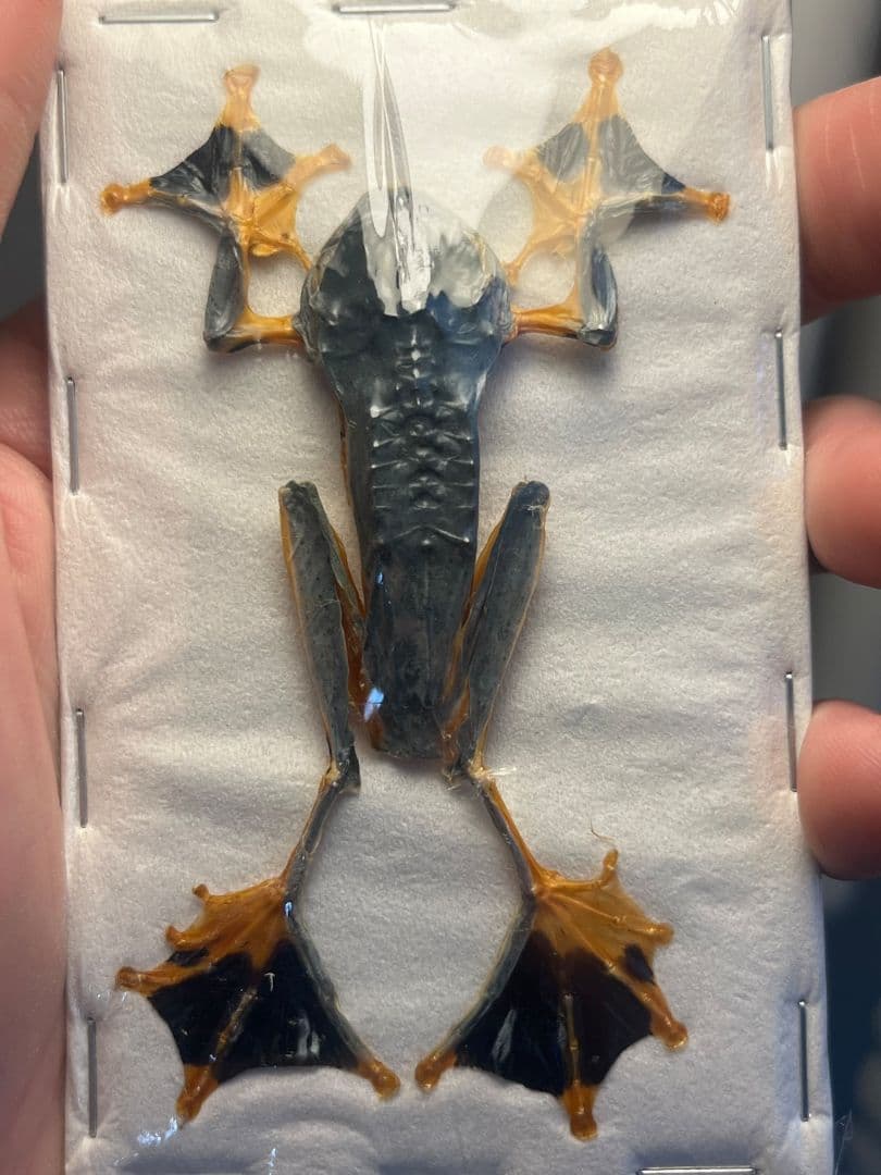 【蛙標本】ジャワトビガエル イエアメガエル グミガエル アマガエルグラスフロッグ