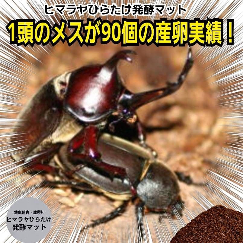 国産カブトムシ８８ミリ羽化実績多数！ネット売上1位！発酵マット【360リットル】