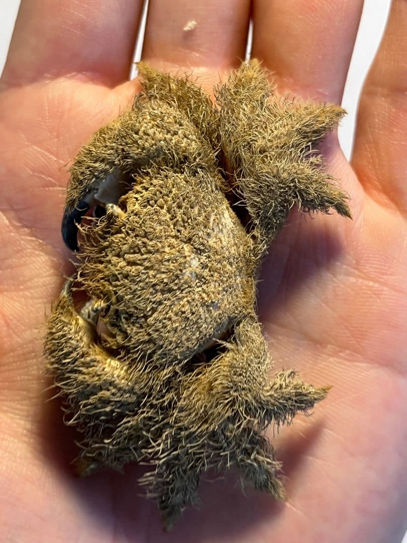 【有毒蟹標本】ケブカガニ 蟹甲殻類エビ蝦蛄タランチュラワラジムシグソクムシダンゴ