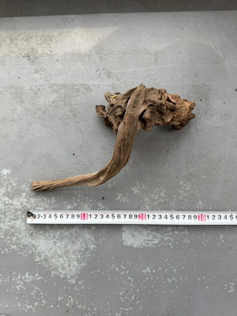 【アクアリウム】流木 天然 曲線 熱帯魚 爬虫類