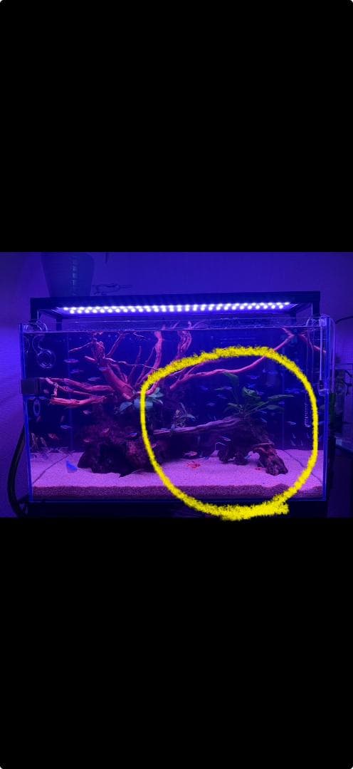 【アクアリウム】流木 天然 曲線 熱帯魚 爬虫類