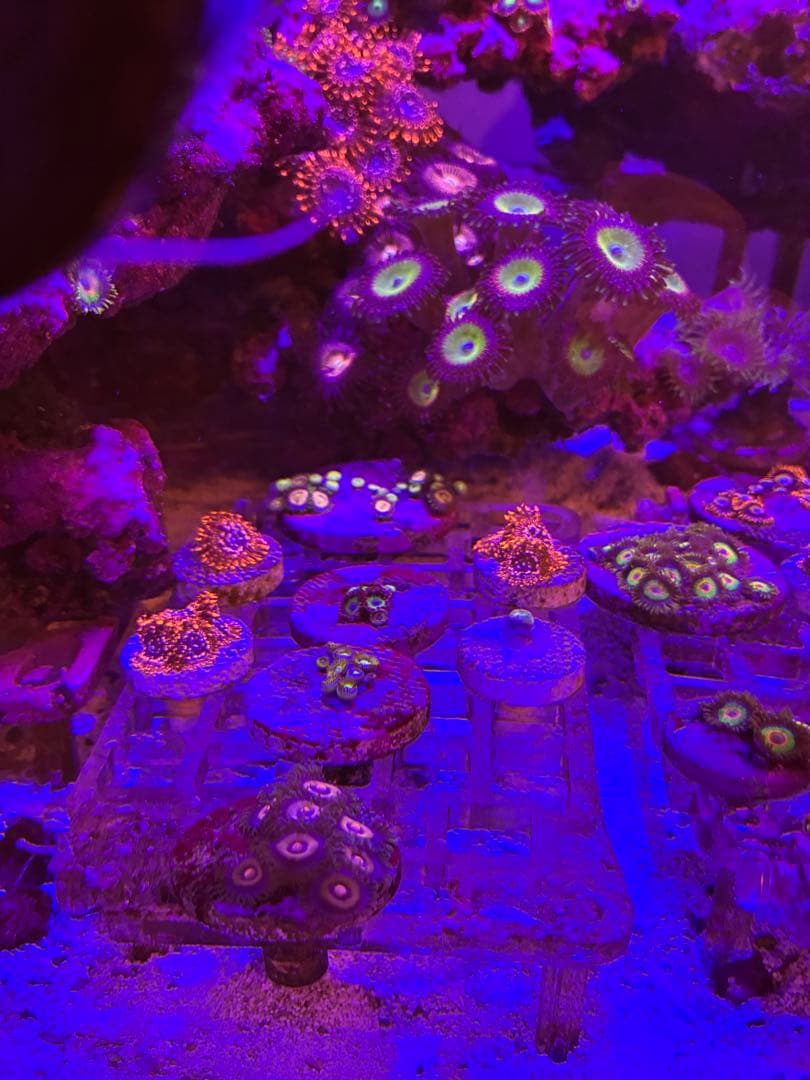 ライブロック　フラグサンゴ　マメスナ　デススター