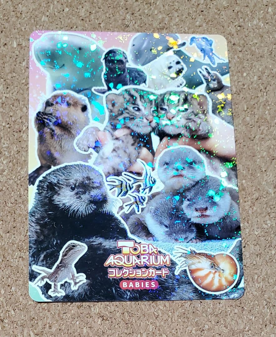 鳥羽水族館 とばすいコレカ2 とばすい赤ちゃん大集合！ ラッコ セレナ