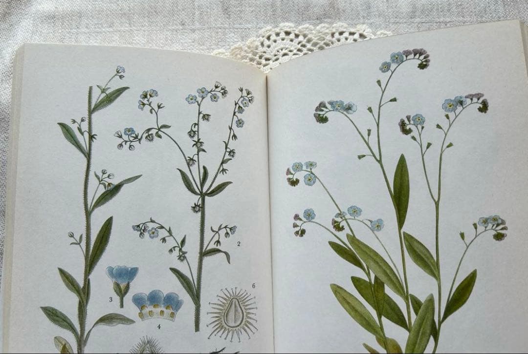 スウェーデンヴィンテージ植物図鑑 Nordens Flora 第8巻
