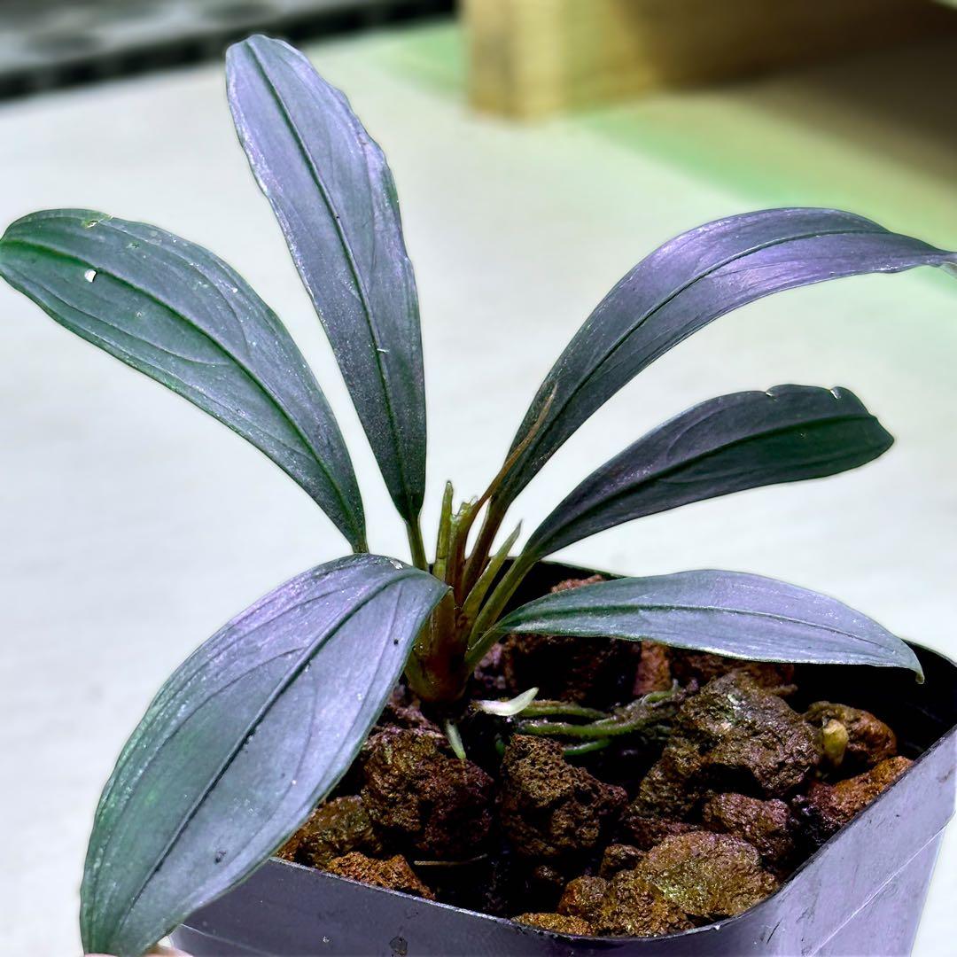 乳*菌様 ブセファランドラ Bucephalandra keris ケリス　レア