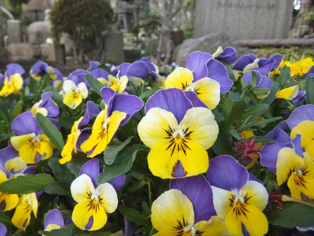 実写美⭕️美品【動作確認済み】FUJIFILM FinePix Z900EXR