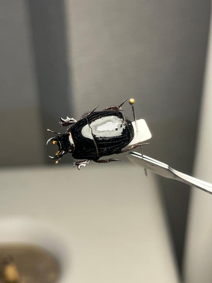 【18mm】漆を塗ったかのような艶感が美しいエンマムシの一種 ボツワナ産 標本