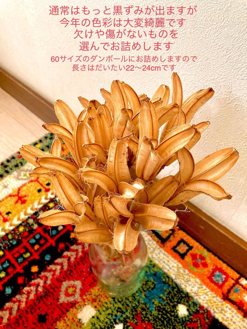 花材【天然野生＊テッポウ百合の花殻】60サイズめいっぱい！百合殼＊ドライフラワー