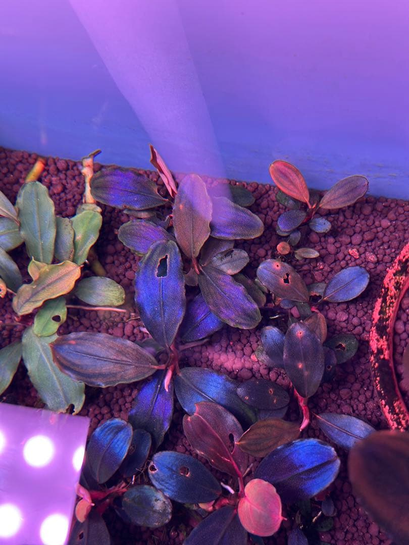ブセファランドラ sp. Blue Sapphire 水中葉