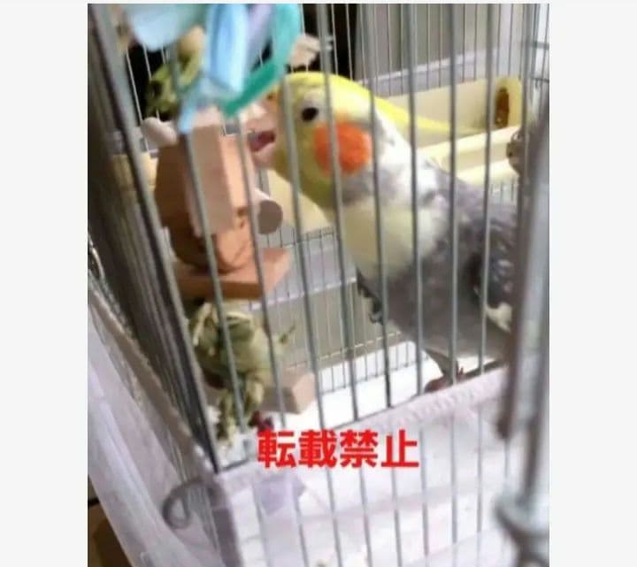 132　ロング　自然素材　ウッドクライミング　インコ　ガジガジバードトイ　バルサ