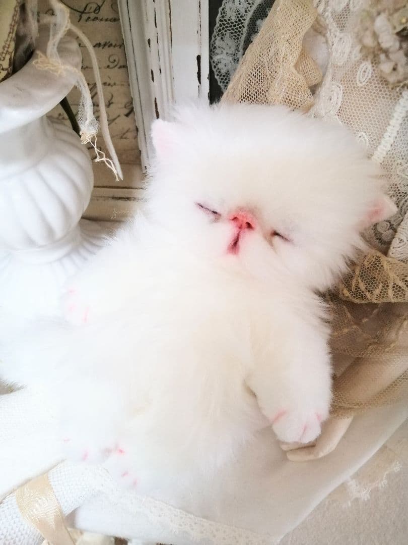 ポッケにゃん♡おねむ♡エキゾチック子猫ちゃん♡アートドール♡ぬいぐるみ♡