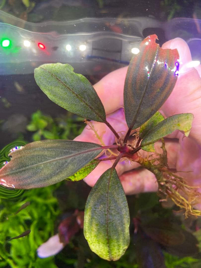 Bucephalandra sp. Akantha（アカンサ）　水中化成功