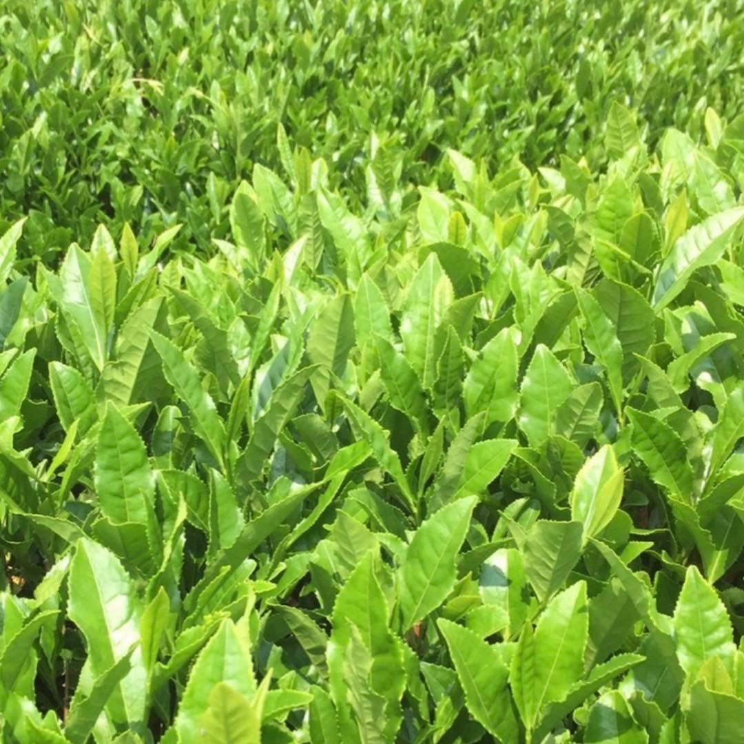 八女茶，緑茶(特上煎茶)750円10袋kurimi0531です