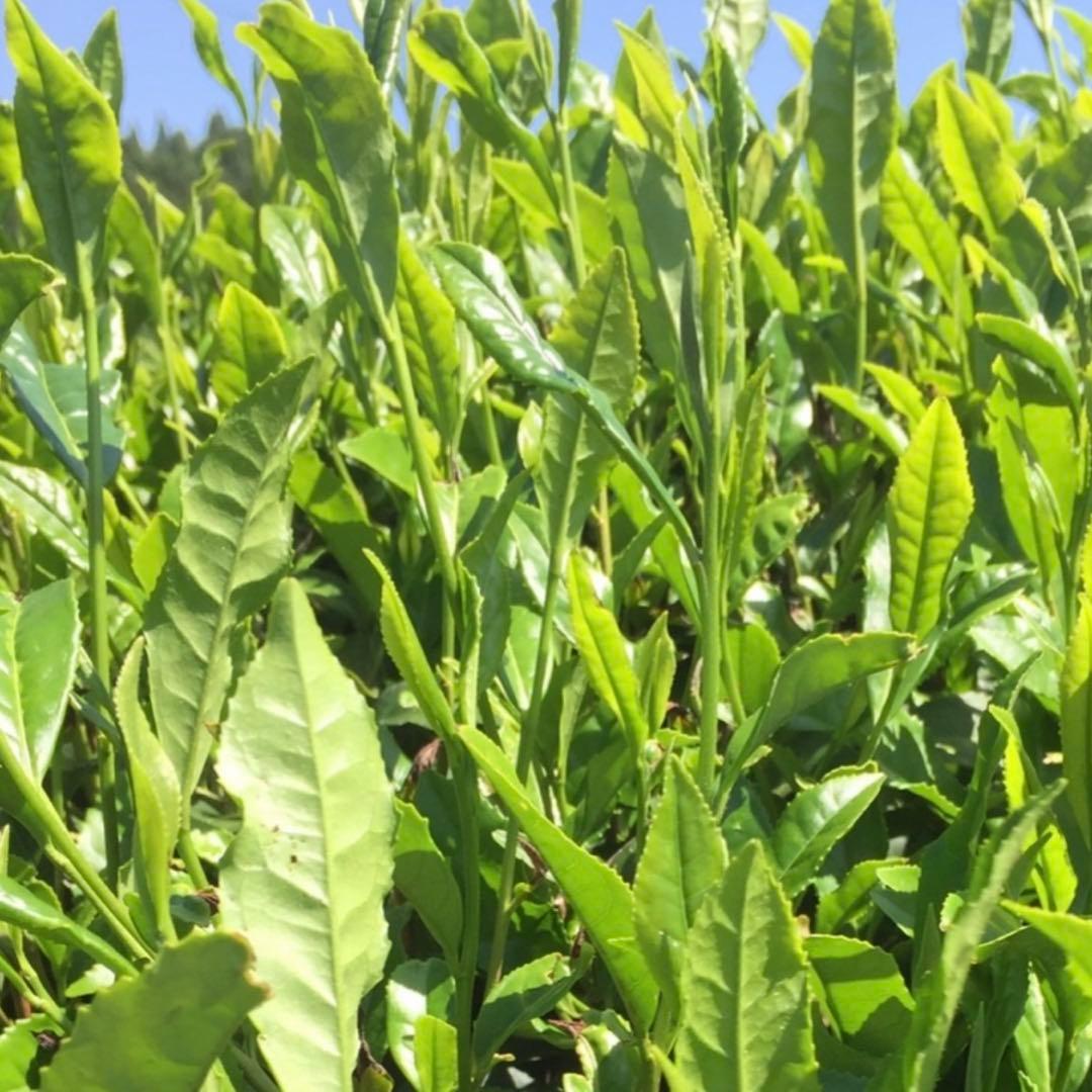 八女茶，緑茶(特上煎茶)750円10袋kurimi0531です