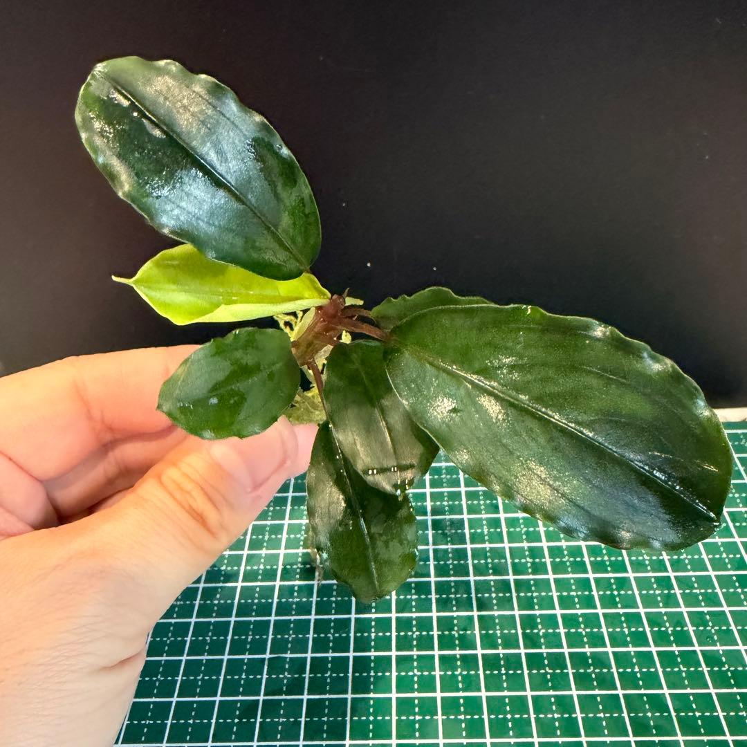 Bucephalandra Motleyana / Padawan 水上葉