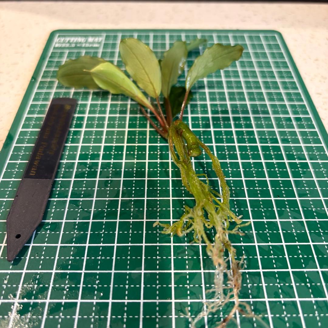 Bucephalandra Motleyana / Padawan 水上葉