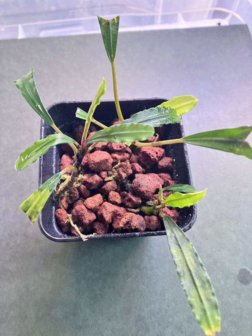 ブセファランドラメデューサBucephalandra sp.Medusa３株