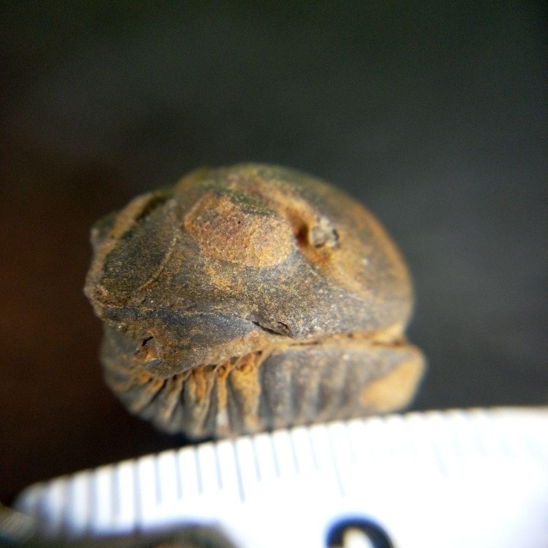 三葉虫　化石　fossil　ボリビア産　trilobite　ノジュール識別⑩