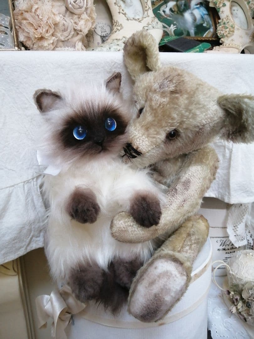 ヒマラヤン♥ポチャちゃんッ♥生後６ヶ月♥里親様募集(=^・・^=)