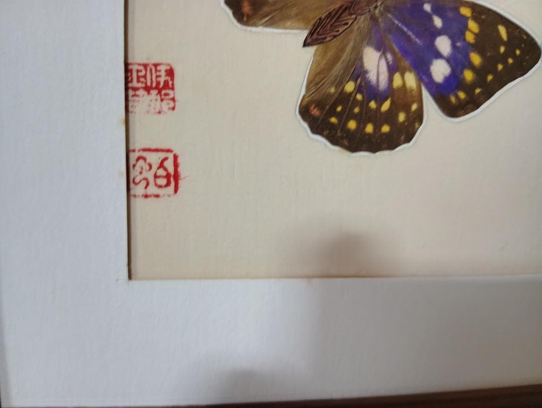 蝶の標本 フレーム付き 約30cm x 25cm