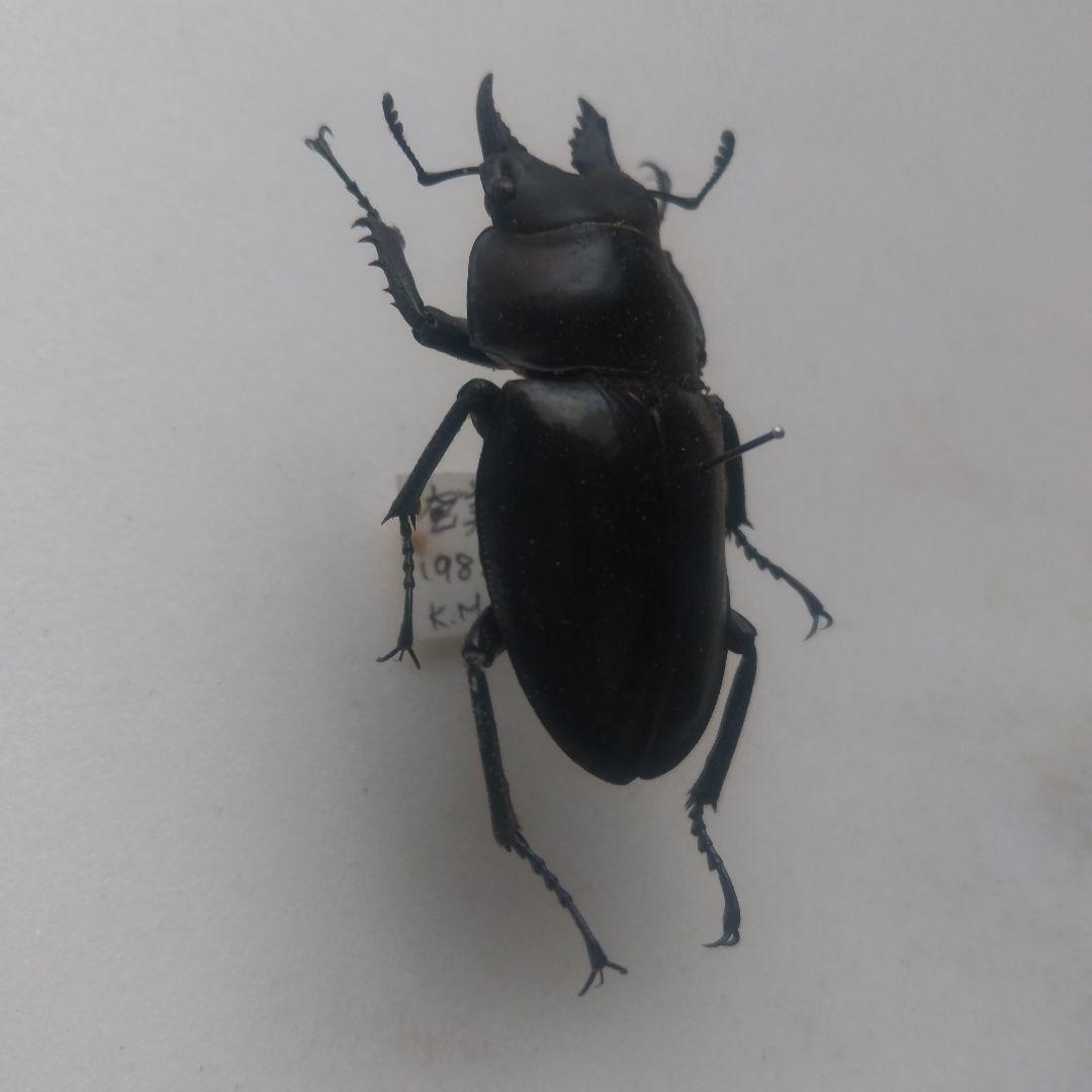 アマミマルバネクワガタ ♂ ４７ミリ
