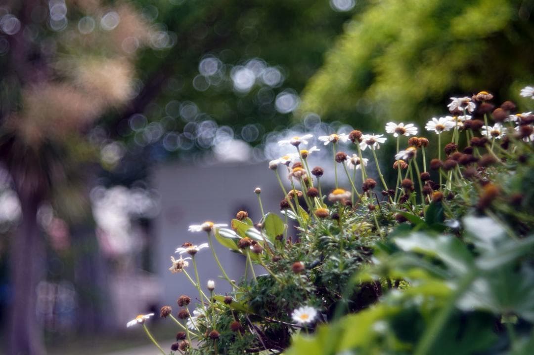 13　未使用　バブルボケレンズ　Diaplan（Pentacon)80mmM42