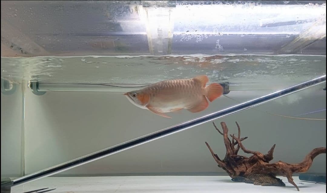 1200水槽用 水中LED　アロワナ