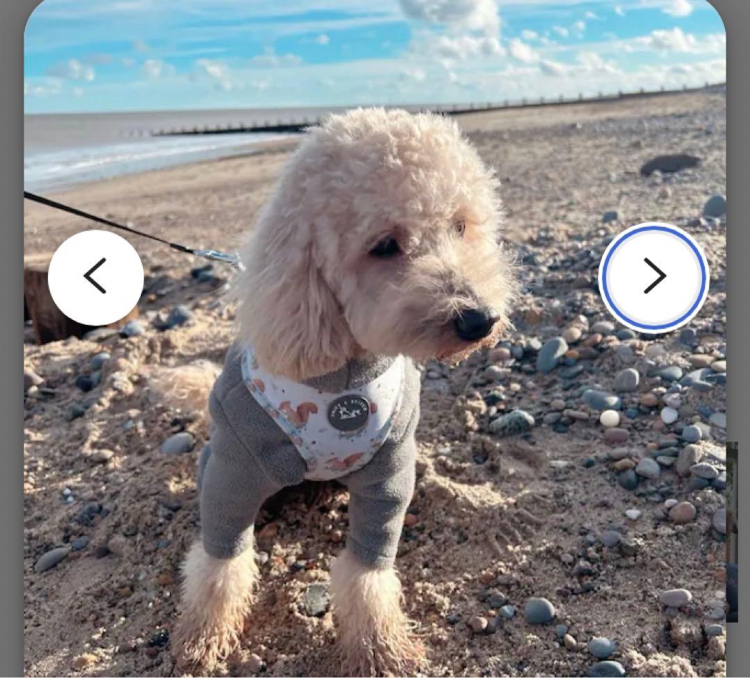 【イギリス製】　リーフ柄　中型大型犬　ハーネス➕リード　2点セット