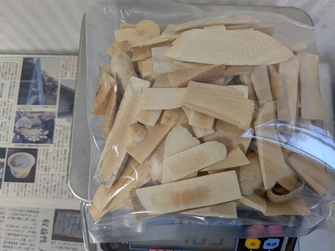 マッコウ鯨歯　本物色んな形カット材