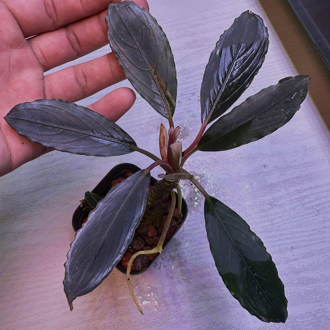 ブセファランドラでBucephalandra Kishii 細葉　二連結株