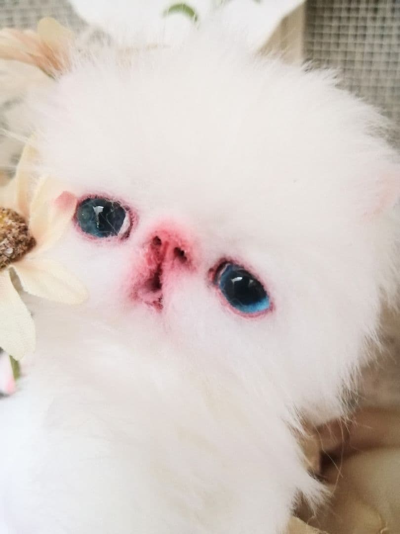 ミニミニ子猫ちゃん♡エキゾチック♡アートドール♡ぬいぐるみ♡