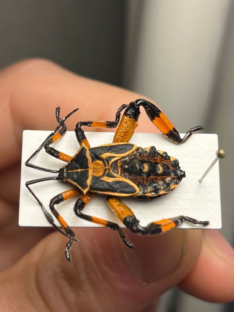お相撲感のあるヘリカメムシの一種 標本カミキリタマムシスハンダエプラチナコガネ