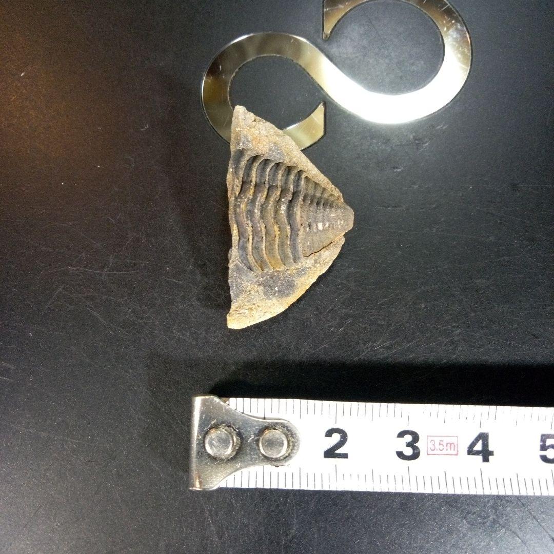 三葉虫　化石　fossil　海　ボリビア産　trilobite　レア　化石№⑦