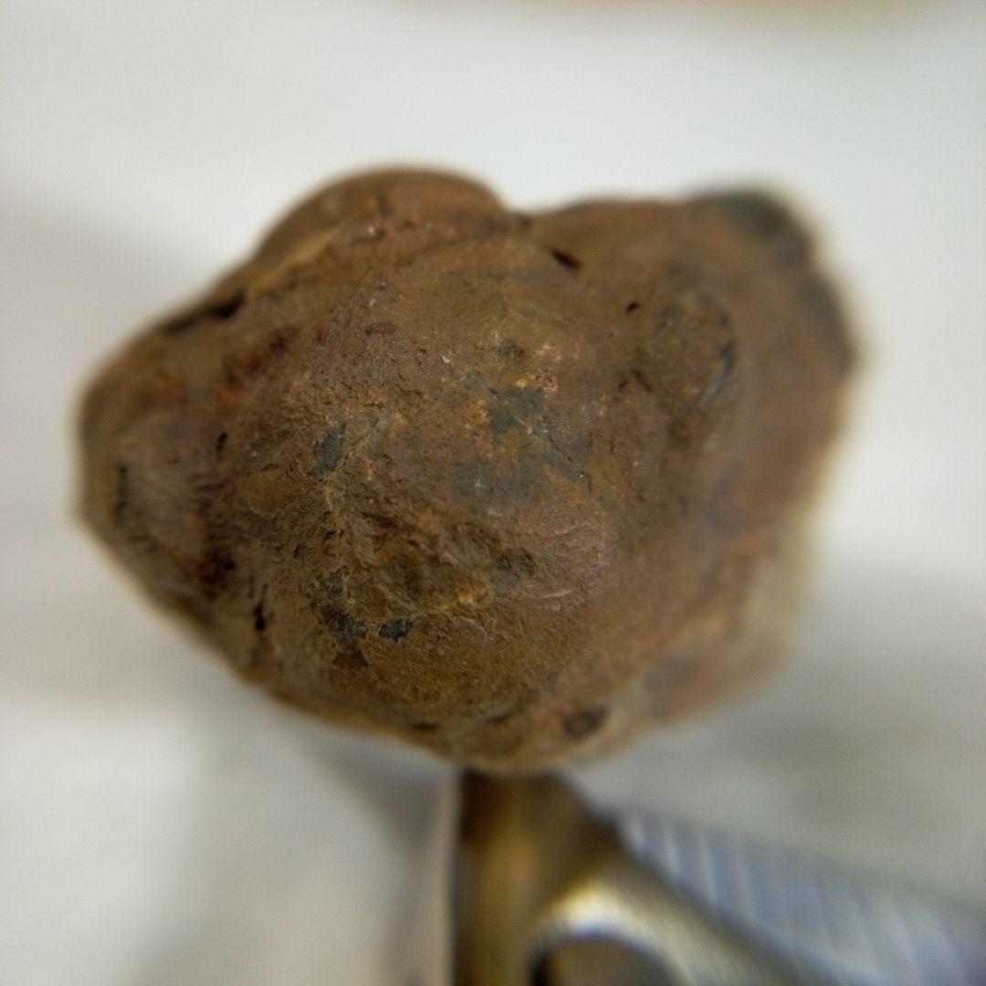 三葉虫　化石　三葉虫化石　究極のレトロ　fossil　ボリビア産　化石管理番号⑬