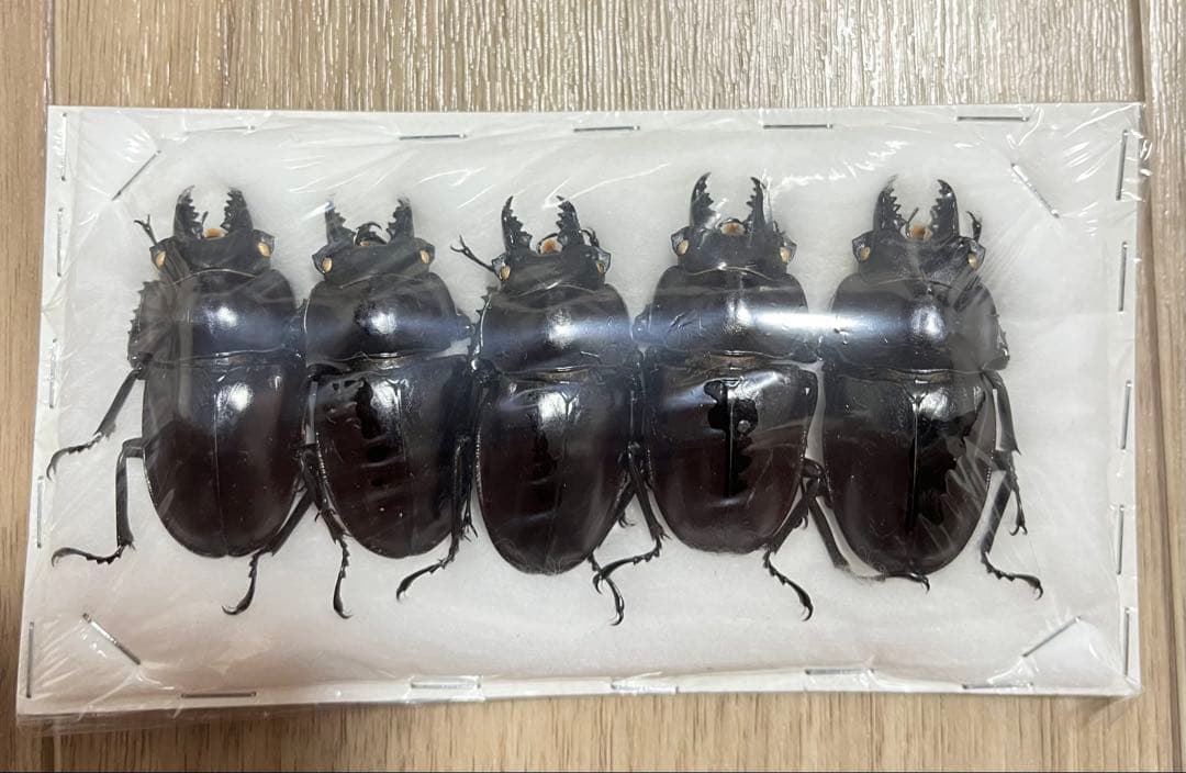 【規制前採集品】 ヤエヤママルバネクワガタ 標本 西表島産 ヤエヤママルバネ