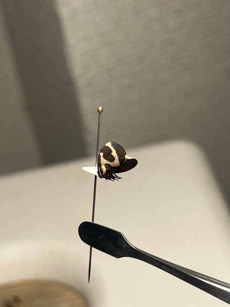 【完璧髑髏】パンダヘルメットツノゼミ Anchistrotus sp.セミ