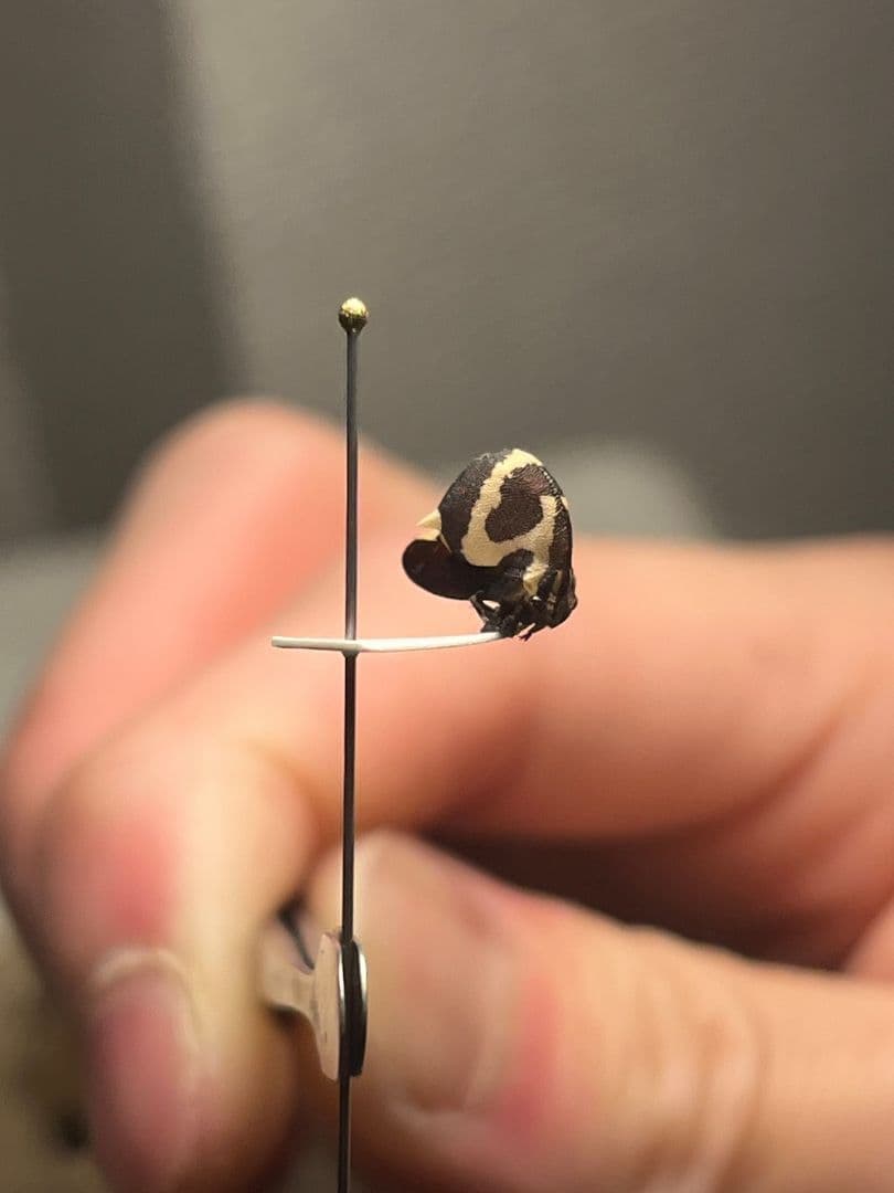 【完璧髑髏】パンダヘルメットツノゼミ Anchistrotus sp.セミ